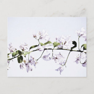 Bougainvillea Postcard