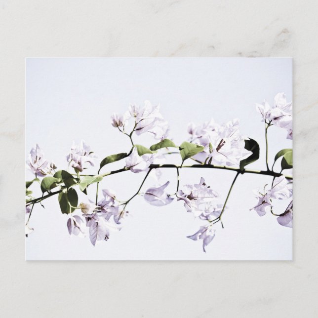 Bougainvillea Postcard (Front)