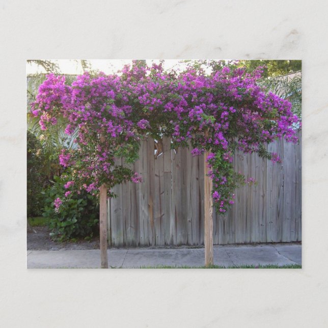 Bougainvillea Postcard (Front)