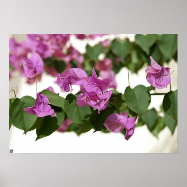 Bougainvillea Poster (Front)