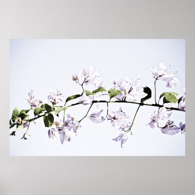 Bougainvillea Poster (Front)