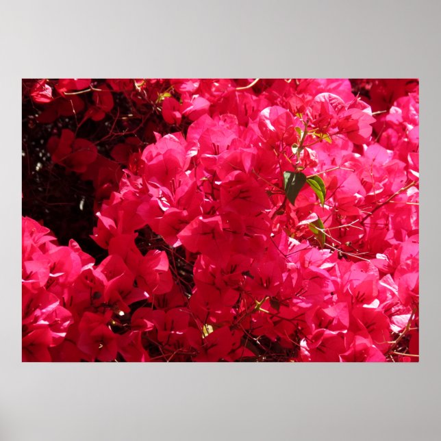 Bougainvillea Poster (Front)