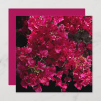Bougainvillea Red Tropical Vining Shrub Photo 