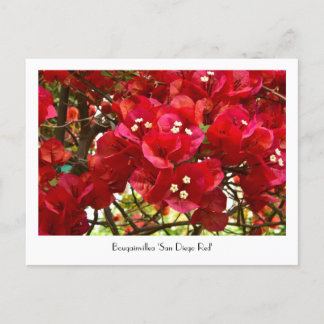 Bougainvillea 'San Diego Red' Collectable Postcard