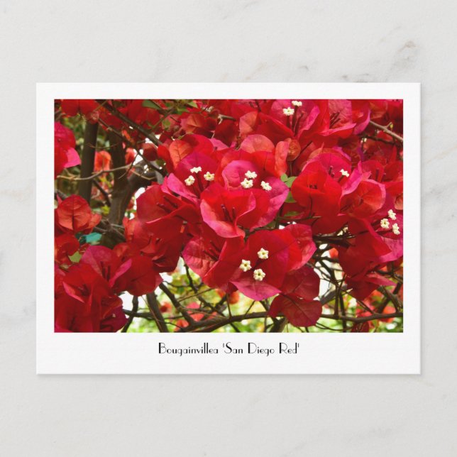 Bougainvillea 'San Diego Red' Collectable Postcard (Front)