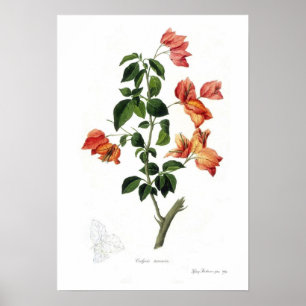 Bougainvillea spectabilis poster