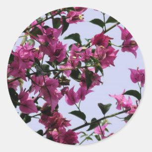 Bougainvillea Stickers