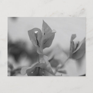 Bougainvillea Vine Blooms Black and White Photo Postcard