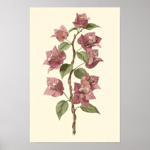 Bougainvillea Vine Botanical Poster