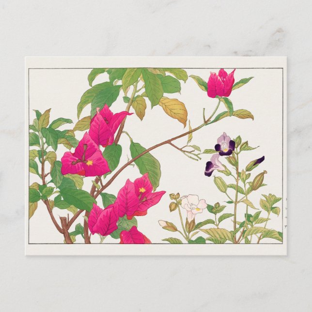 Bougainvillea, Wishbone flower by Tanigami Konan Postcard (Front)