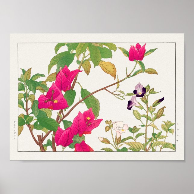 Bougainvillea, Wishbone flower by Tanigami Konan Poster (Front)