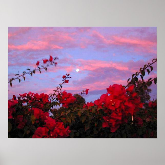 Bougainvilleas and Full Moon at Sunset Poster (Front)