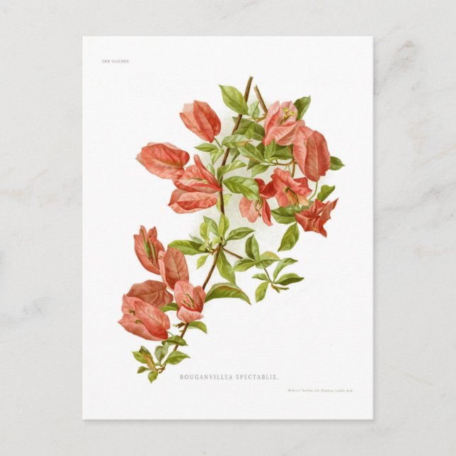 Bouganvillea spectablis postcard (Front)