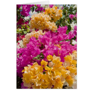 Bouganvilleau, Cayman Brac, Cayman Islands,