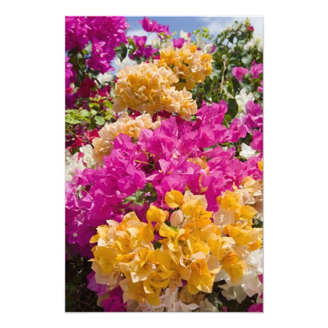 Bouganvilleau, Cayman Brac, Cayman Islands, Photo Print (Front)