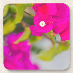 bouganvillia flowers coaster