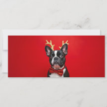 Bouledogue Fun - Surprise QR code card