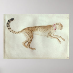 Bounding cheetah with a red collar poster