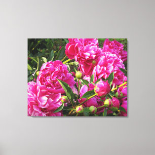 Bountiful peonies canvas print