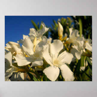 Bouquests And Blue Skies Poster