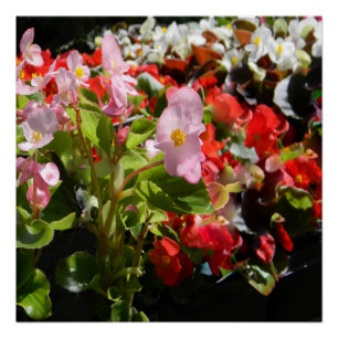 Bouquet of Begonias... Poster
