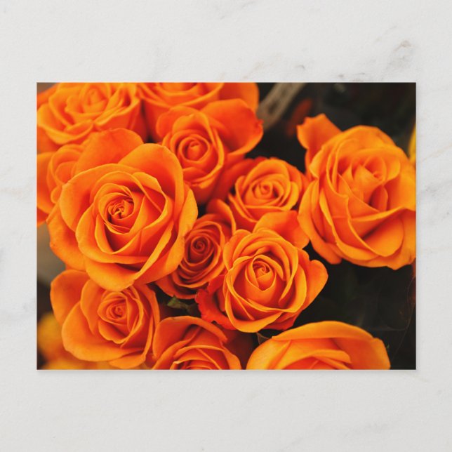 Bouquet of Blossoming Orange Roses Postcard (Front)