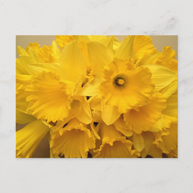 Bouquet of Daffodils Postcard (Front)