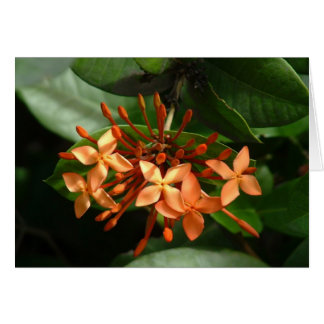 Bouquet of Ixora