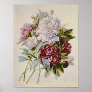 Bouquet of Peonies by Pierre Redoute Poster