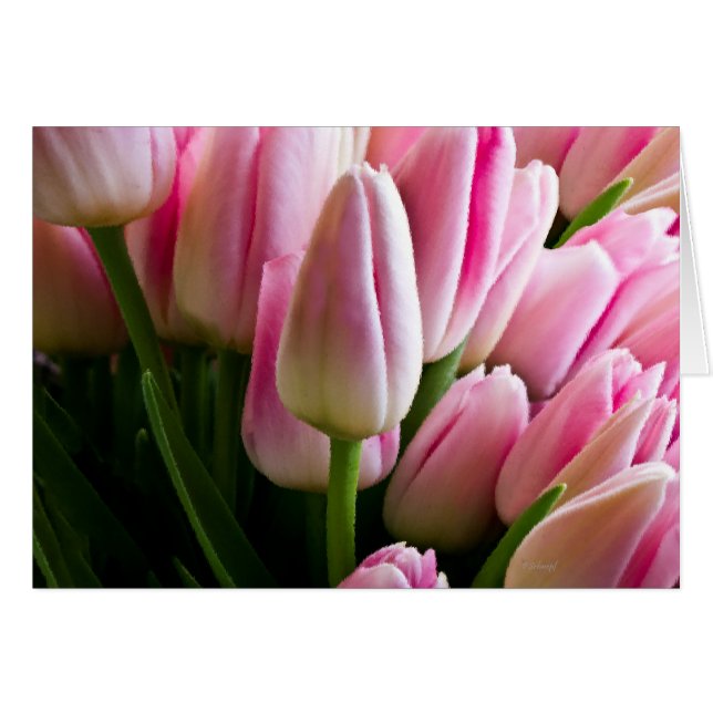 Bouquet of Pink Tulips (Front Horizontal)