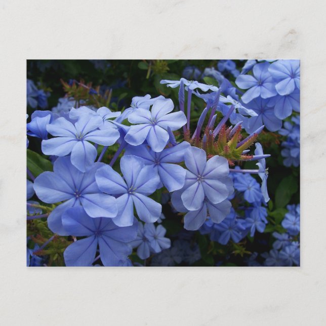 Bouquet of Plumbago Announcement Postcard (Front)