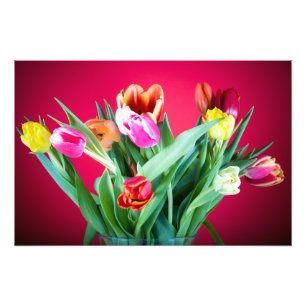 Bouquet of tulips on red photo print