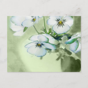 Bouquet of White Pansies on Green Background Postcard