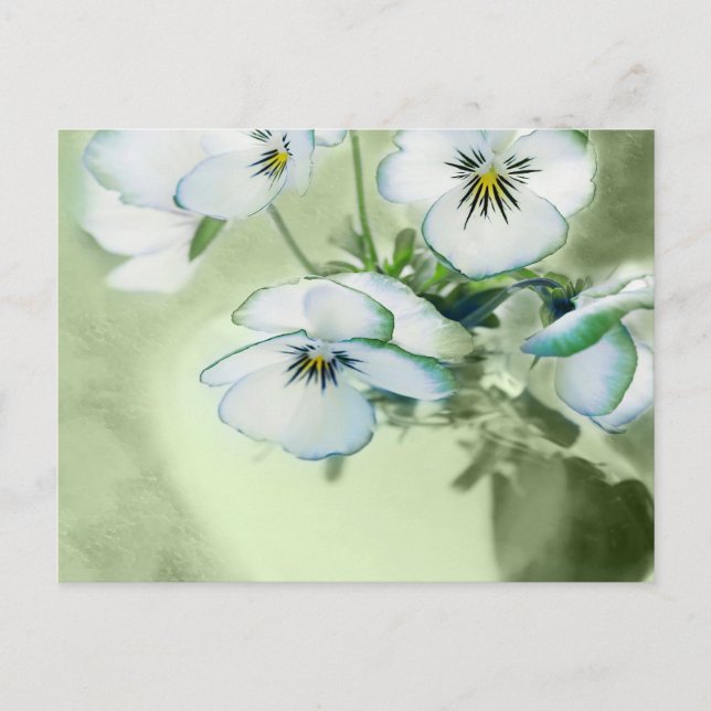 Bouquet of White Pansies on Green Background Postcard (Front)