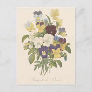 Bouquet Pansy Pansies Flower Illustration Postcard