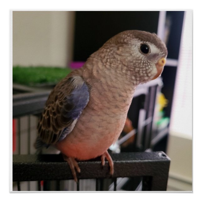 Bourkes Parakeet Glossy Poster (Front)