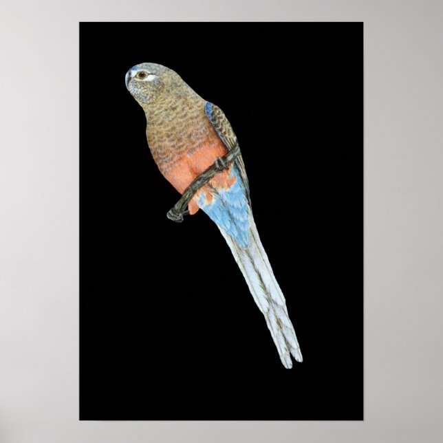 Bourke's Parrot - Neophema bourkii Poster (Front)