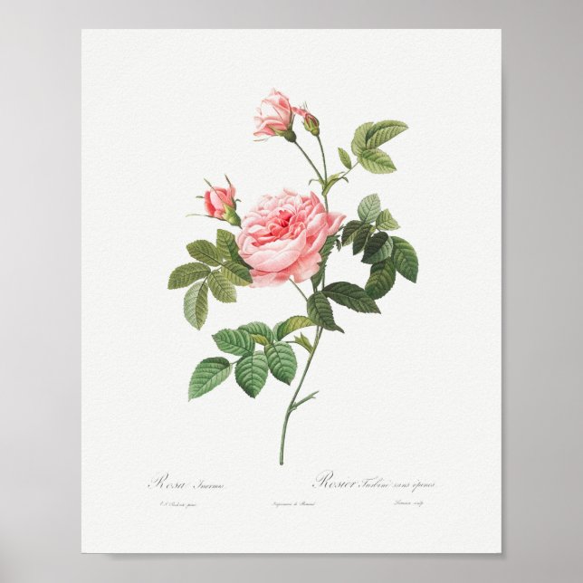 Boursault Rose Vintage Floral Pink Rose Poster (Front)