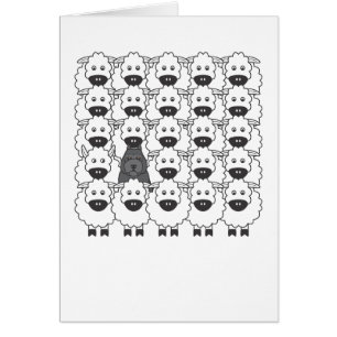 Bouvier in the Sheep