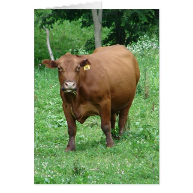 Bovine, All Occasion Blank Greeting Card (Front)