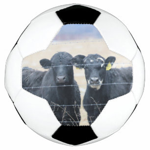 Bovine bystanders football