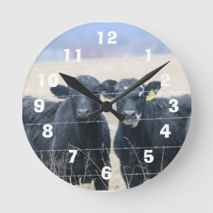 Bovine bystanders round clock