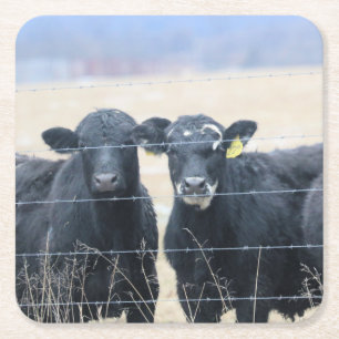Bovine bystanders square paper coaster