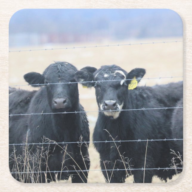Bovine bystanders square paper coaster (Front)