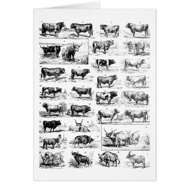 Bovine Chart (Front)