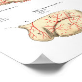 Bovine Cow Blood Vessels Anatomy Poster (Corner)