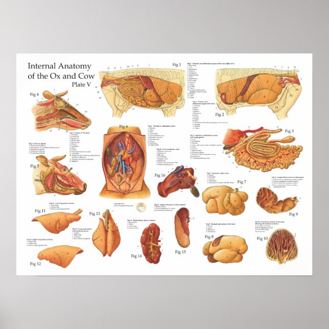 Bovine Cow Internal Anatomy Poster (Front)