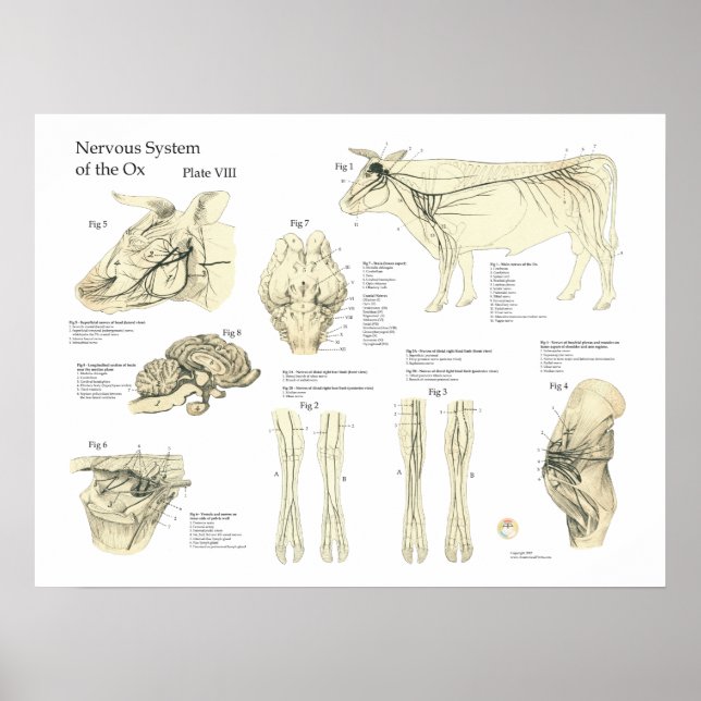 Bovine Cow Nervous Sytem Anatomy Poster (Front)