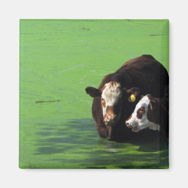 Bovine Spa Magnet (Front)