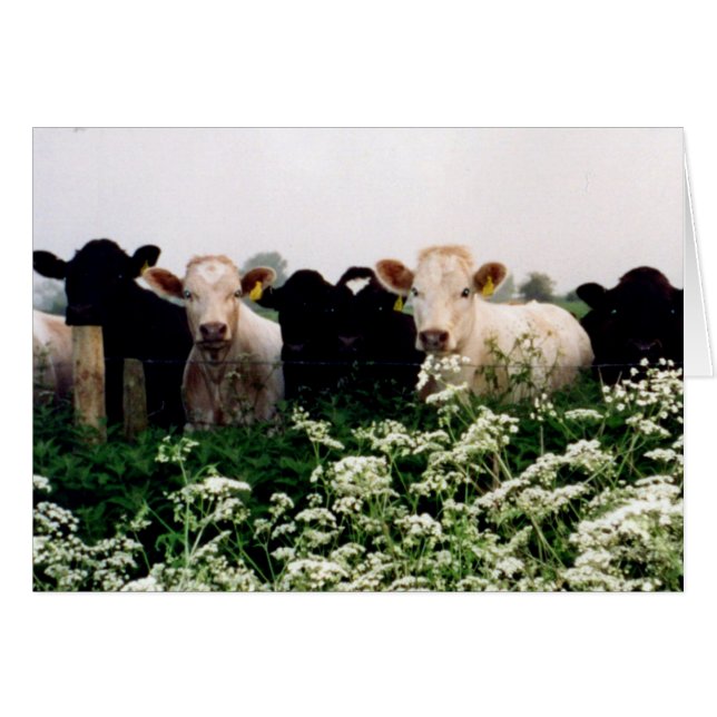 Bovines, Cows in Wiltshire, England (Front Horizontal)